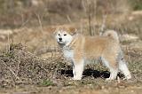 AKITA INU 112